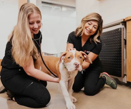 Sploot Veterinary Care - Highlands Ranch