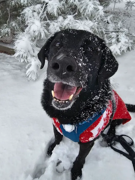 CityVet | Highlands Ranch Veterinary Clinic & Urgent Care Picture 7