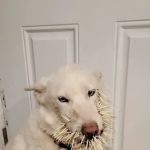 CityVet | Highlands Ranch Veterinary Clinic & Urgent Care