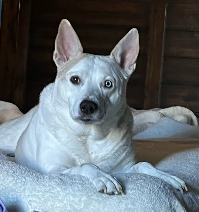 CityVet | Highlands Ranch Veterinary Clinic & Urgent Care Picture 6