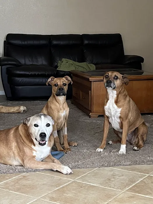 CityVet | Highlands Ranch Veterinary Clinic & Urgent Care Picture 2