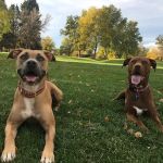 Highlands Ranch Animal Clinic