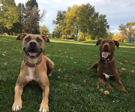 Highlands Ranch Animal Clinic