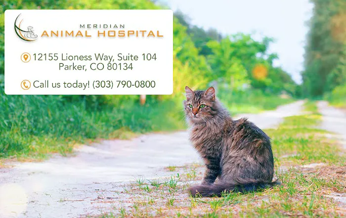 Meridian Animal Hospital Picture 5