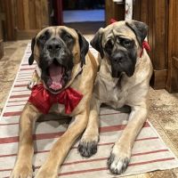 Meridian Animal Hospital ico