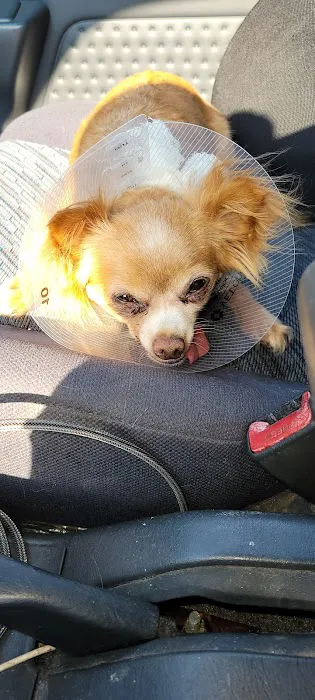 Pinole Pet Hospital Picture 3