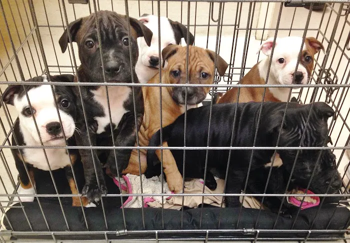 Pinole Pet Hospital Picture 10