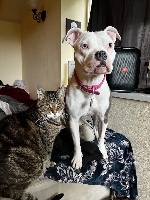 Hercules Pet Hospital Picture 4