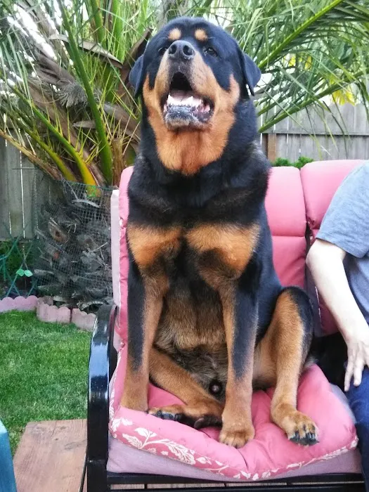 Hercules Pet Hospital Picture 9