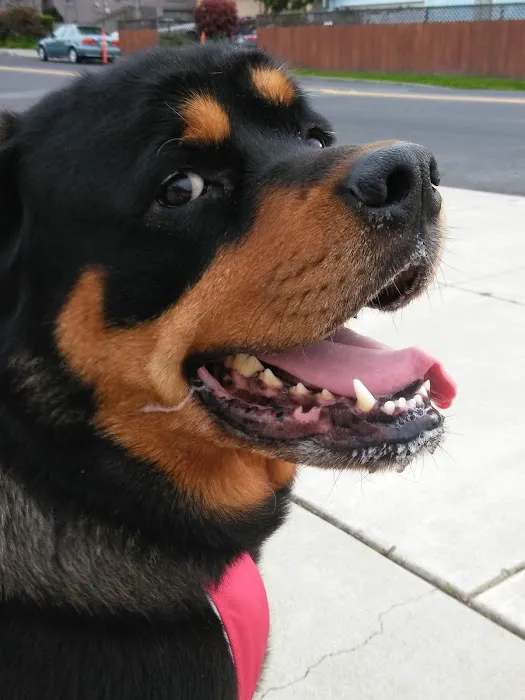 Hercules Pet Hospital Picture 5