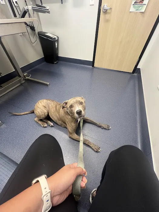 Hercules Pet Hospital Picture 3