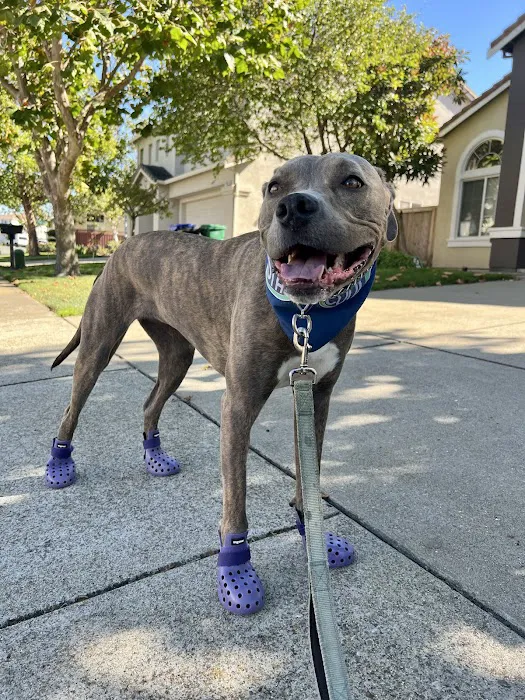 Hercules Pet Hospital Picture 10