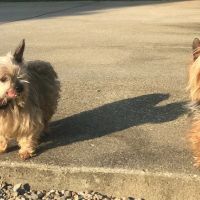 Buckner Animal Clinic ico