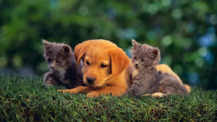 Buckner Animal Clinic Picture 8