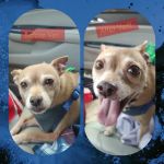 Corydon Animal Hospital