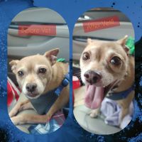 Corydon Animal Hospital ico