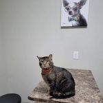 Elk Creek Animal Hospital