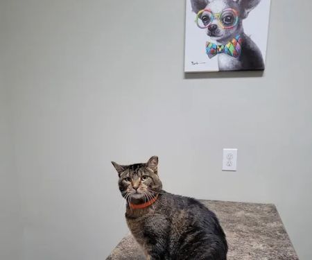 Elk Creek Animal Hospital