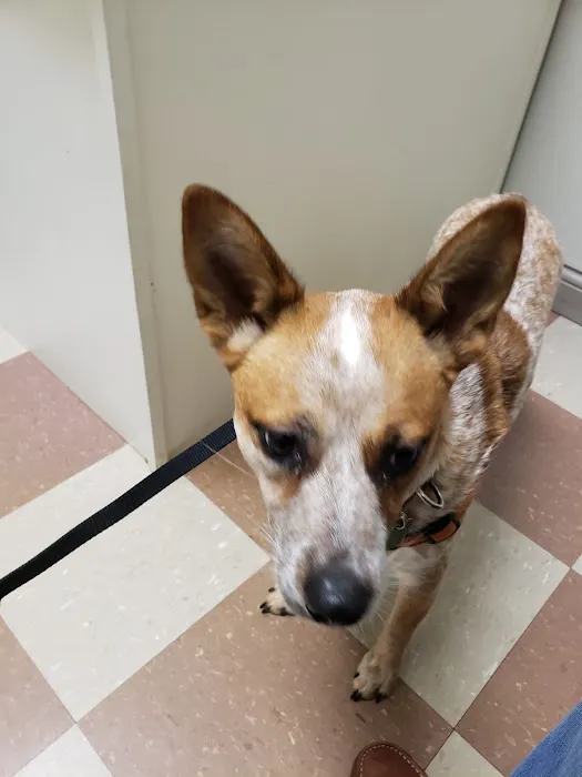 Elk Creek Animal Hospital Picture 5