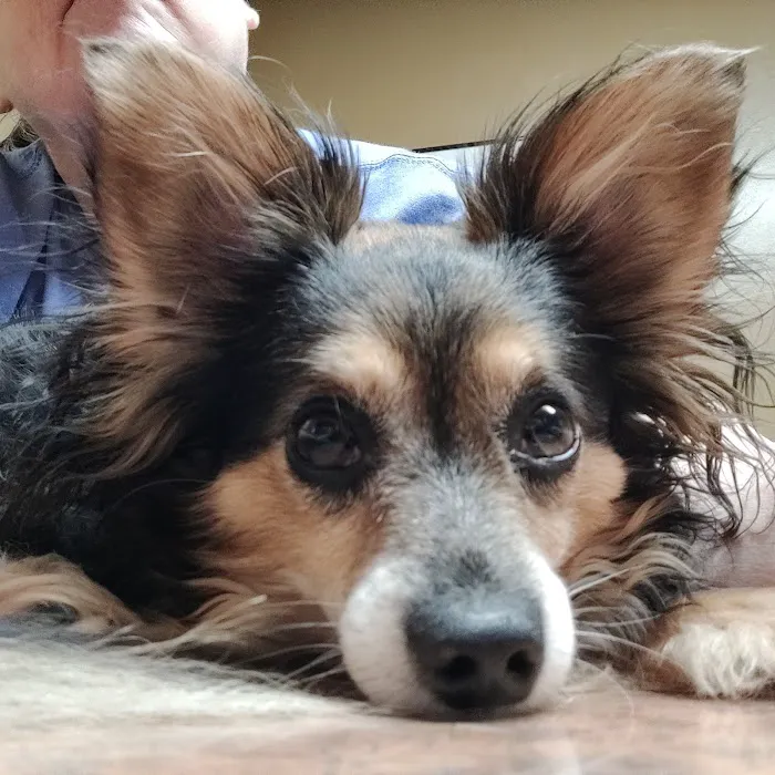 Finchville Animal Hospital Picture 4