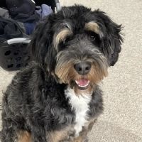 Finchville Animal Hospital ico