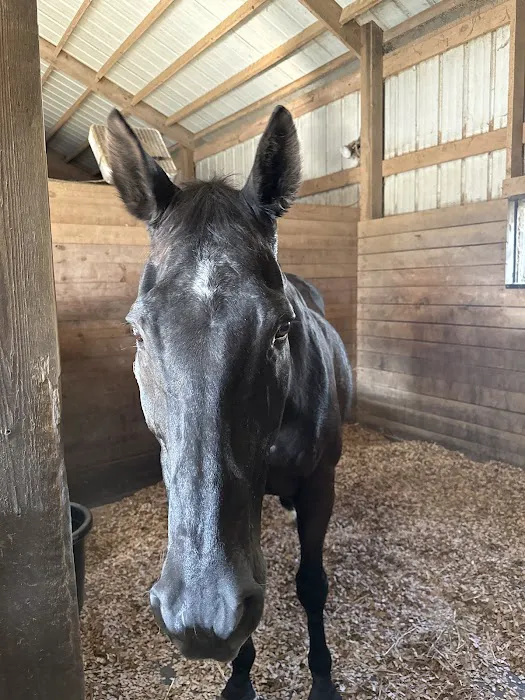 Equine Services, PSC Picture 6