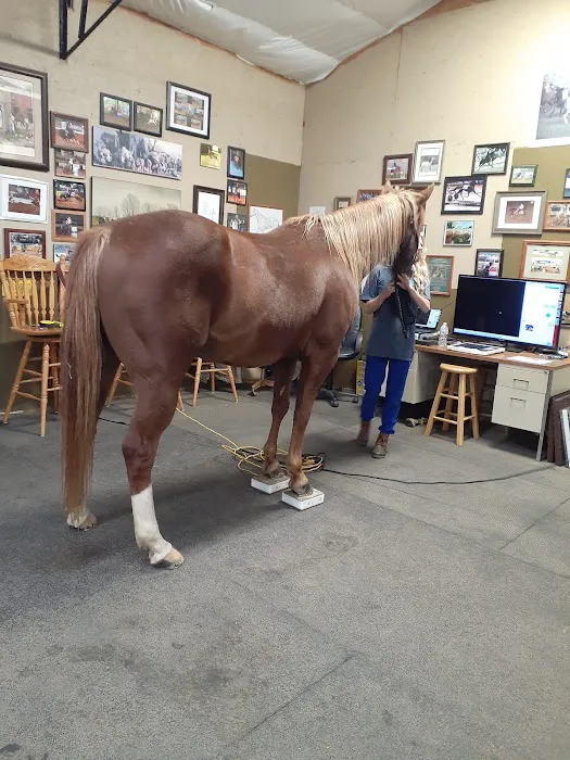 Equine Services, PSC Picture 9