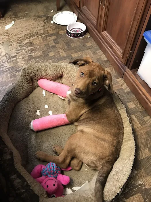 Johnson Veterinary Clinic Picture 7