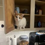 Johnson Veterinary Clinic