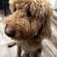 Garrett Veterinary Hospital ico