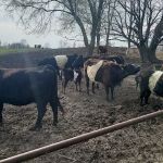 Yarde Veterinary Services (Food Animal Veterinarian)