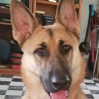 Anthony Animal Clinic ico