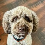 Westside Animal Hospital