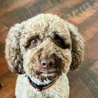 Westside Animal Hospital ico