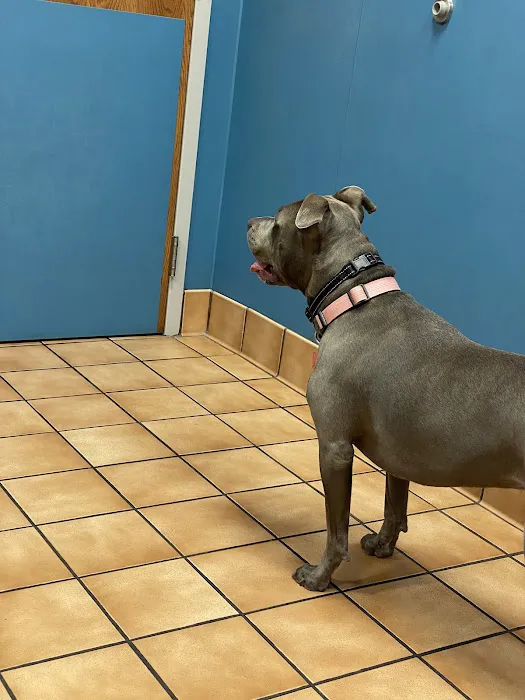 Westside Animal Hospital Picture 8