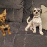 Banfield Pet Hospital ico