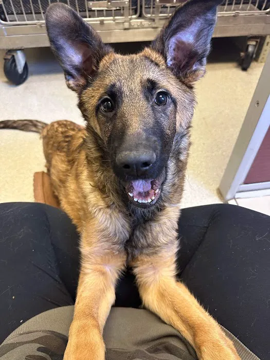 Aboite Animal Clinic & House Call Practice Picture 1