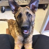 Aboite Animal Clinic & House Call Practice ico
