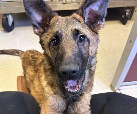 Aboite Animal Clinic & House Call Practice