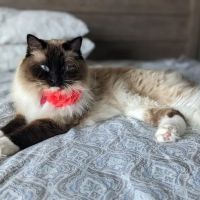 Aboite Animal Hospital at Illinois Road ico