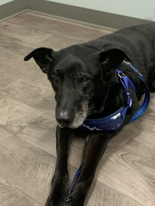 Allen Veterinary Hospital Picture 7