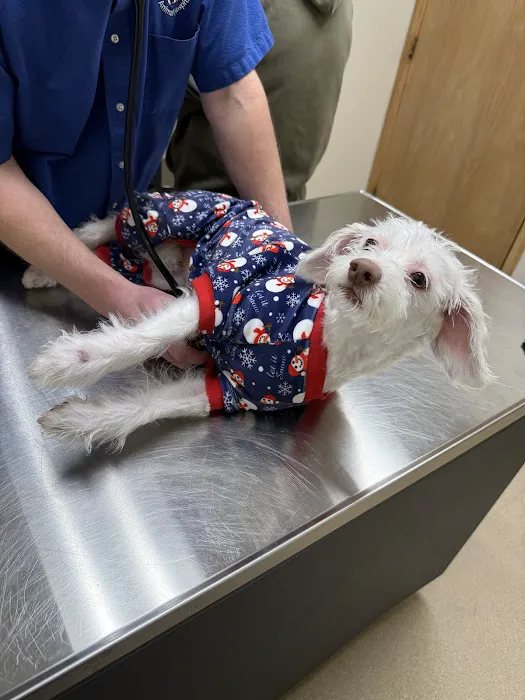 Auburn Hills Animal Hospital Picture 6