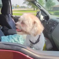 Auburn Hills Animal Hospital ico