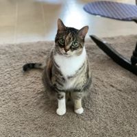 All Paws & Claws Veterinary Clinic ico