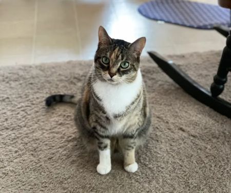 All Paws & Claws Veterinary Clinic