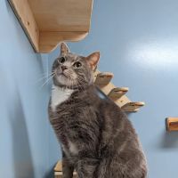 Beechwood Veterinary Clinic ico
