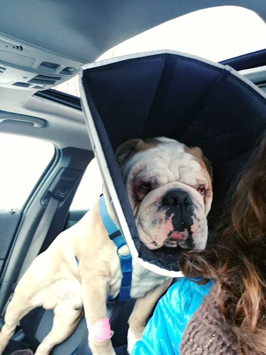 Pokagon Veterinary Hospital Picture 9
