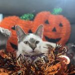 Addison Veterinary Clinic PC