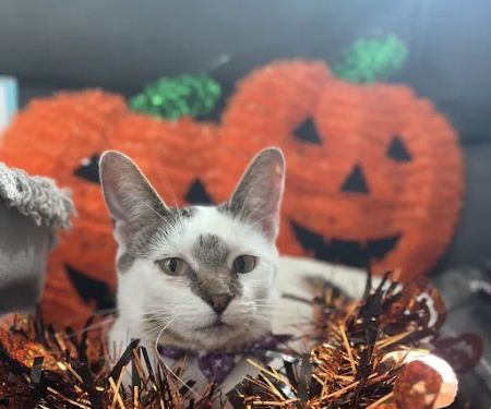 Addison Veterinary Clinic PC