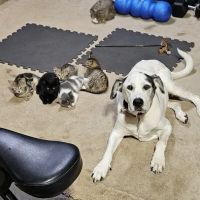Kelly Veterinary Clinic ico